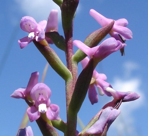 Disa stachyoides ovary attachment to the stem